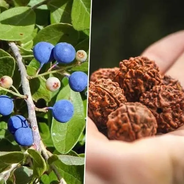 Rudraksha_Himalayan_Hybrid_Original_Plant