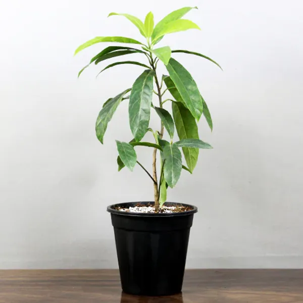 Rudraksha_Himalayan_Hybrid_Original_Plant