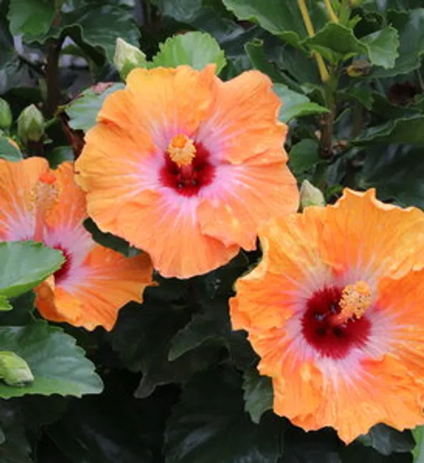American_Variety_Hibiscus_Flower_Live_Plant
