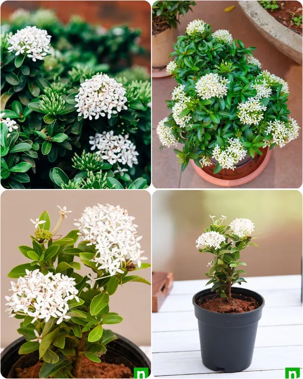 Ixora_Rugmini_Flower_Live_Plant_Perfect_For_Your_Balcony_And_Home_Garden_Healthy_Live_Plant