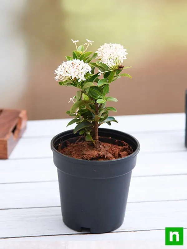 Ixora_Rugmini_Flower_Live_Plant_Perfect_For_Your_Balcony_And_Home_Garden_Healthy_Live_Plant