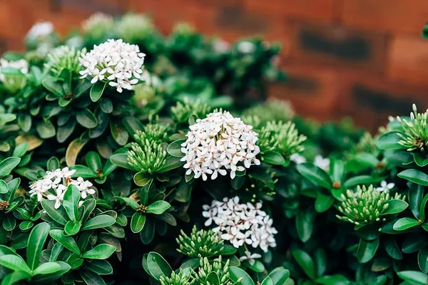 Ixora_Rugmini_Flower_Live_Plant_Perfect_For_Your_Balcony_And_Home_Garden_Healthy_Live_Plant
