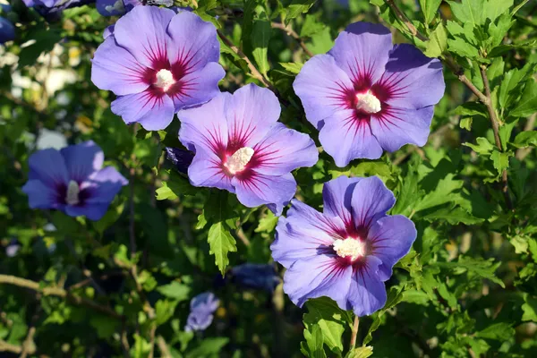 Purple_Colour_Hibiscus_Gudhal_Flowers_Live_Plant_Perfect_For_Your_Balcony_And_Home_Garden_Healthy_Live_Plant