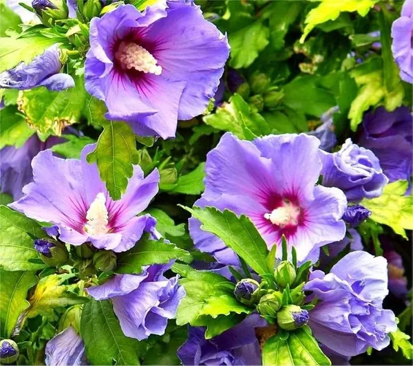 Purple_Colour_Hibiscus_Gudhal_Flowers_Live_Plant_Perfect_For_Your_Balcony_And_Home_Garden_Healthy_Live_Plant