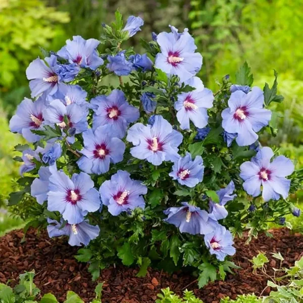 Purple_Colour_Hibiscus_Gudhal_Flowers_Live_Plant_Perfect_For_Your_Balcony_And_Home_Garden_Healthy_Live_Plant
