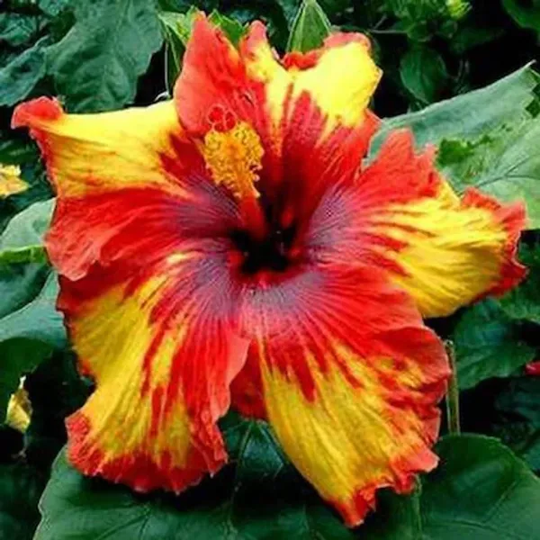 Australian_Variety_Hibiscus_Flower_Live_Plant
