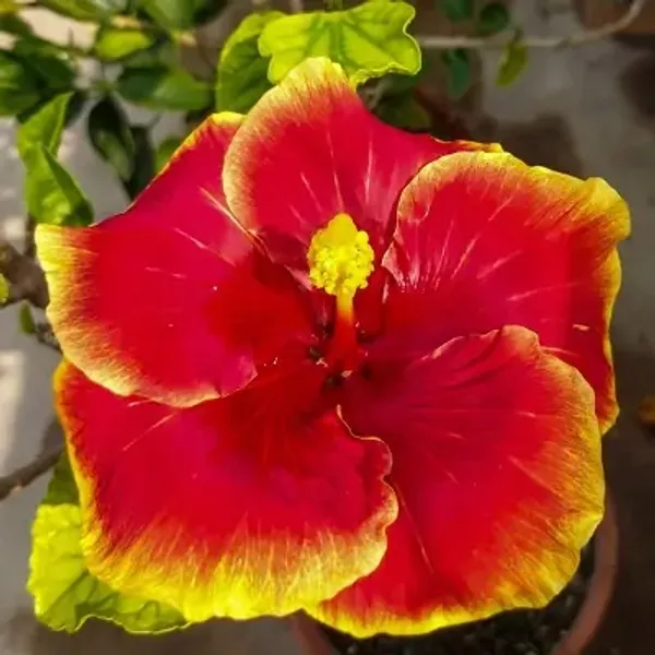 Australian_Variety_Hibiscus_Flower_Live_Plant