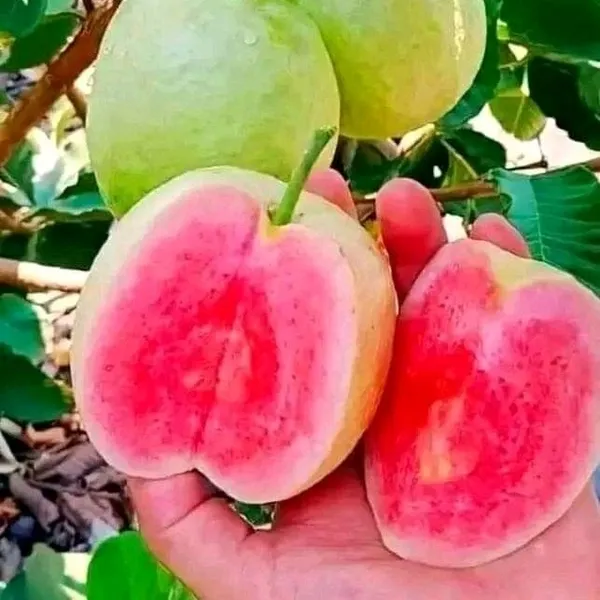 Taiwan_Pink_Guava_Amrood_Live_Fruit_Plant_Air_Learning_Plant_Perfect_For_Your_Balcony_And_Home_Garden_Healthy_Live_Plant