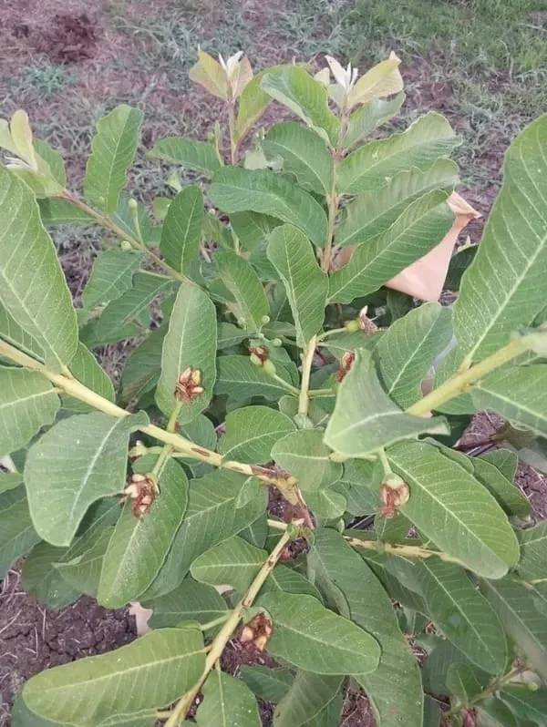 Taiwan_Pink_Guava_Amrood_Live_Fruit_Plant_Air_Learning_Plant_Perfect_For_Your_Balcony_And_Home_Garden_Healthy_Live_Plant