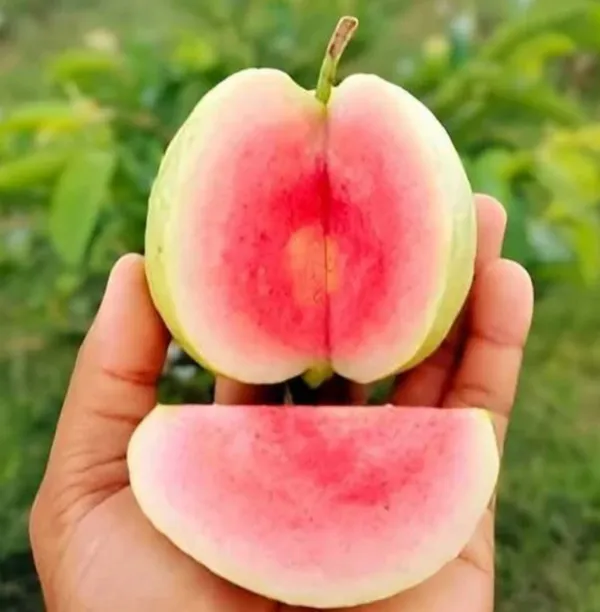 Taiwan_Pink_Guava_Amrood_Live_Fruit_Plant_Air_Learning_Plant_Perfect_For_Your_Balcony_And_Home_Garden_Healthy_Live_Plant
