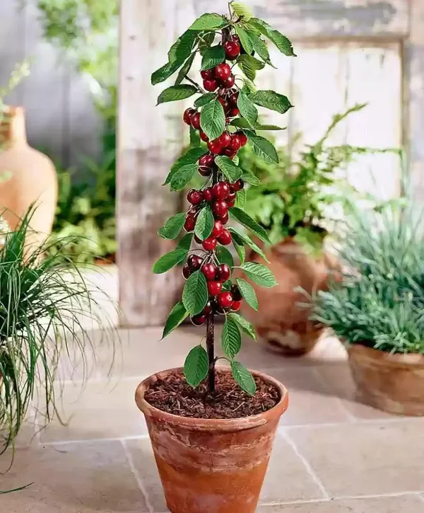 Japanese_Sweet_Cherry_Airleding_Fruit_Plant