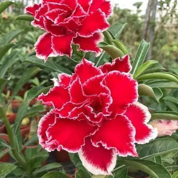 Adenium_Obesum_Desert_Rose_Hybrid_Flowers_Plant
