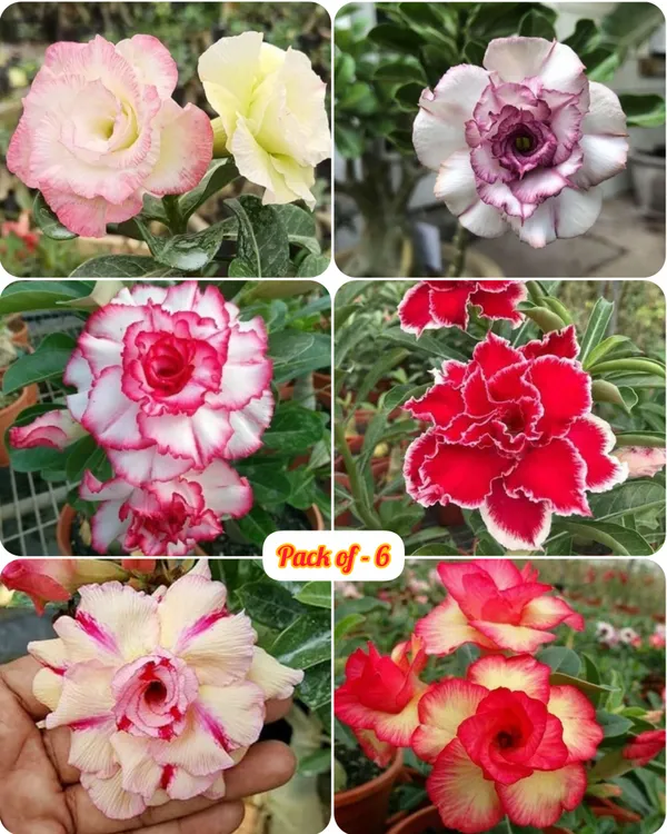 Adenium_Obesum_Desert_Rose_Hybrid_Flowers_Plant