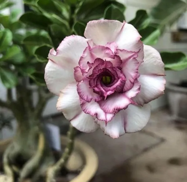 Adenium_Obesum_Desert_Rose_Hybrid_Flowers_Plant