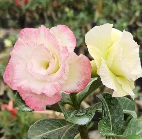 Adenium_Obesum_Desert_Rose_Hybrid_Flowers_Plant