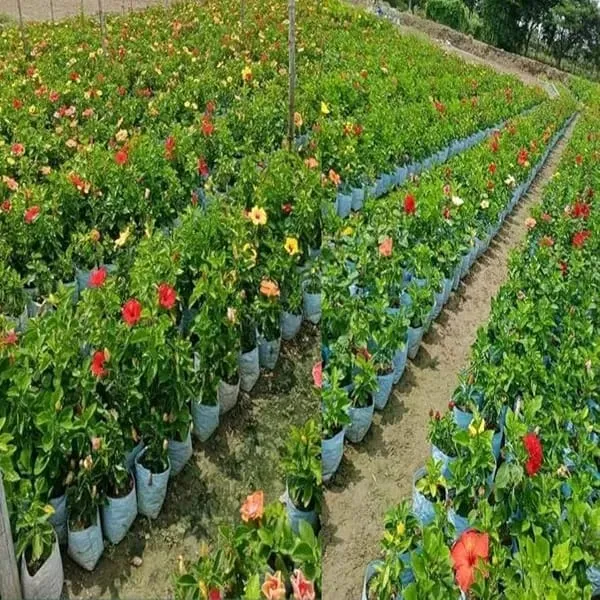 Multi_Colour_Hibiscus_Gudhal_Flowers_Live_Plant_Perfect_For_Your_Balcony_And_Home_Garden_Healthy_Live_Plant