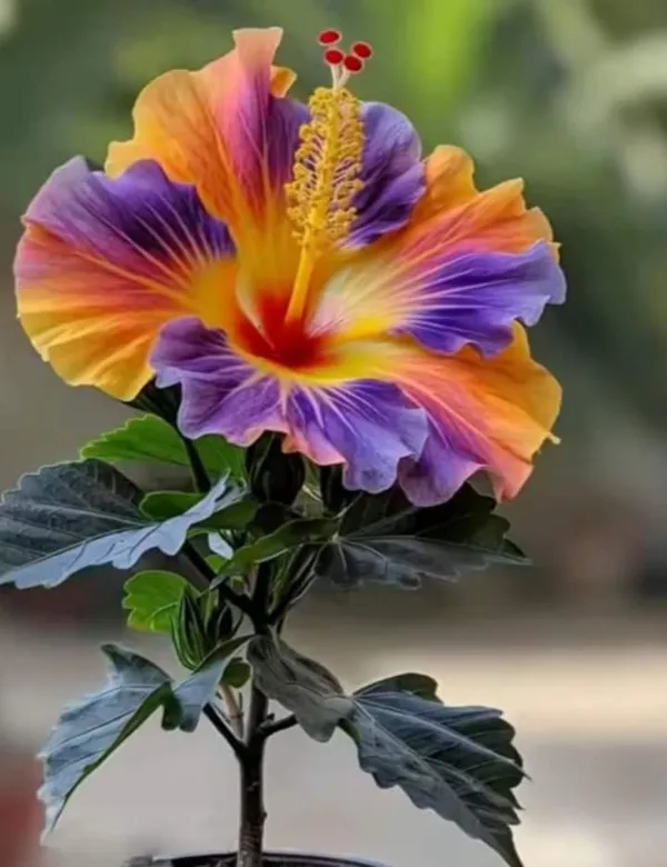 Multi_Colour_Rosa_Hibiscus_Gudhal_Flowers_Live_Plant_Perfect_For_Your_Balcony_And_Home_Garden_Healthy_Live_Plant