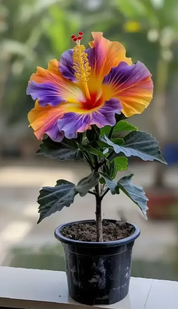 Multi_Colour_Rosa_Hibiscus_Gudhal_Flowers_Live_Plant_Perfect_For_Your_Balcony_And_Home_Garden_Healthy_Live_Plant