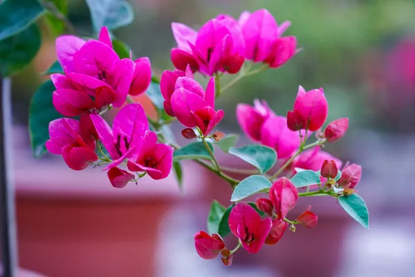 Watermelon_Bougainvillea_Flower_Plant