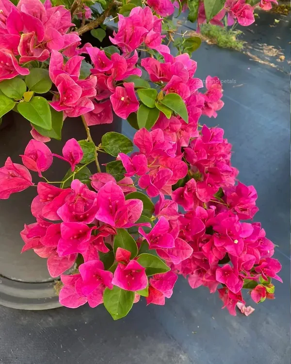 Watermelon_Bougainvillea_Flower_Plant