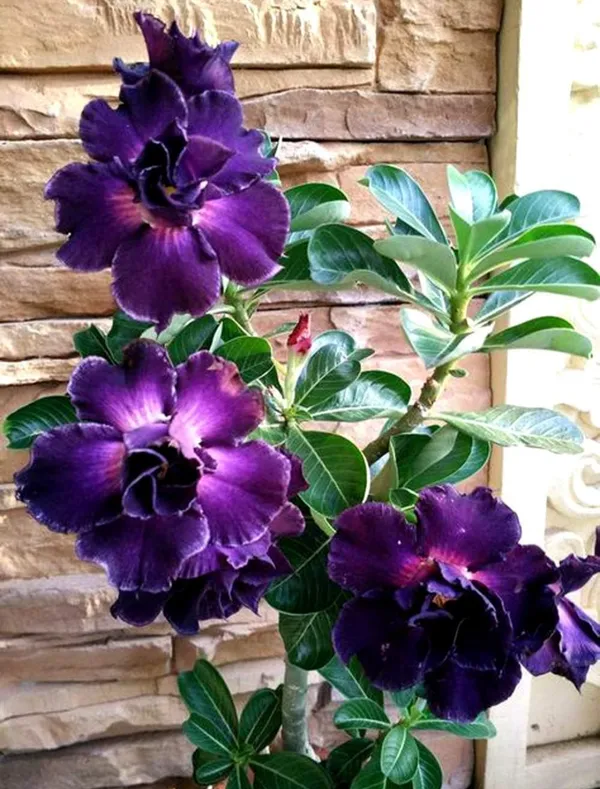 Adenium_Plant_Live_Combo_Without_Pot_Bonsai_Multi_Petal_Desert_Rose_Set_Of_Plants_|_Combo_All_Plants_Are_Seedling_Plants