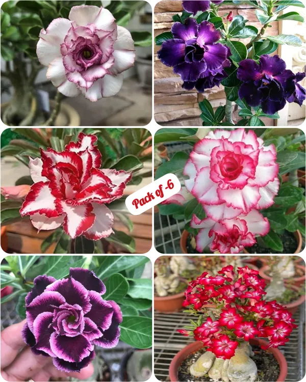 Adenium_Plant_Live_Combo_Without_Pot_Bonsai_Multi_Petal_Desert_Rose_Set_Of_Plants_|_Combo_All_Plants_Are_Seedling_Plants