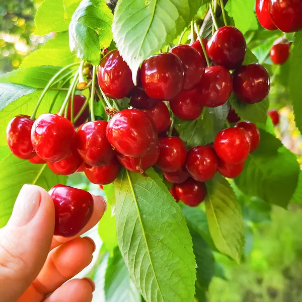 Sweet_Lapin_Cherry_Hybrid_Air_Learning_Grafted_Fruit_Plant