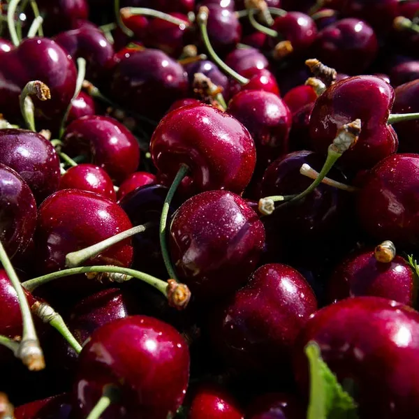 Sweet_Lapin_Cherry_Hybrid_Air_Learning_Grafted_Fruit_Plant