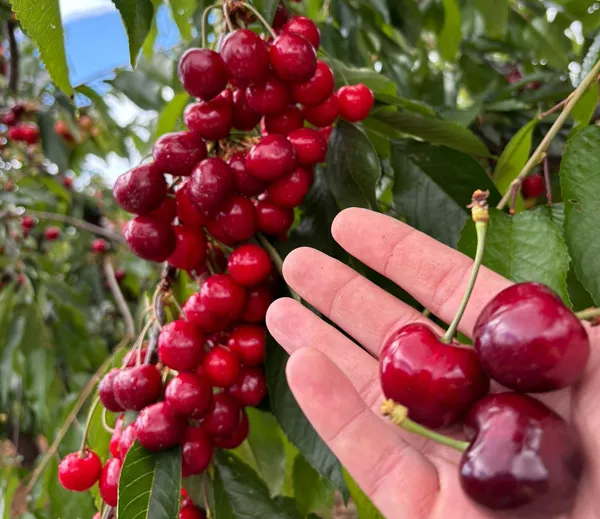 Sweet_Lapin_Cherry_Hybrid_Air_Learning_Grafted_Fruit_Plant