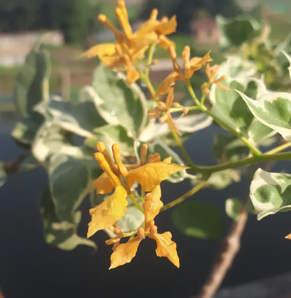 Ray_Fish_Bougainvillea_Flower_Plant