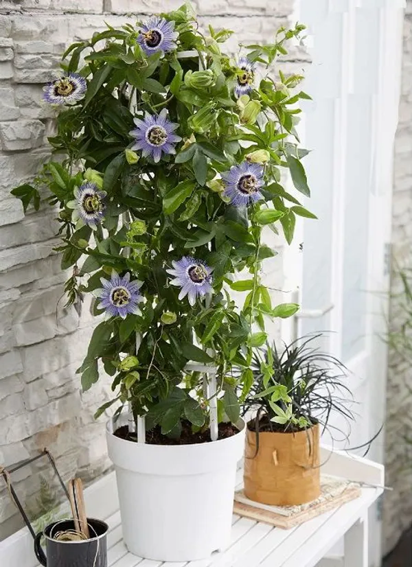 Passion_Flower_'Blue_Bahama'_Logee'S_Plants