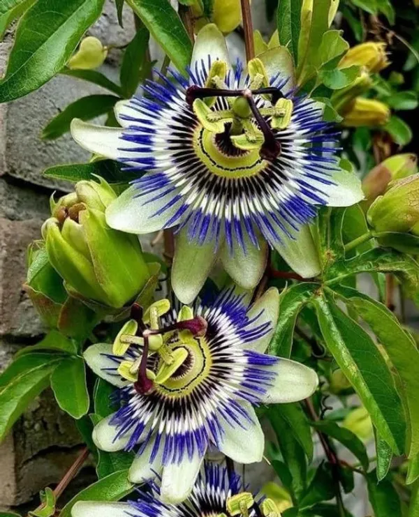 Passion_Flower_'Blue_Bahama'_Logee'S_Plants
