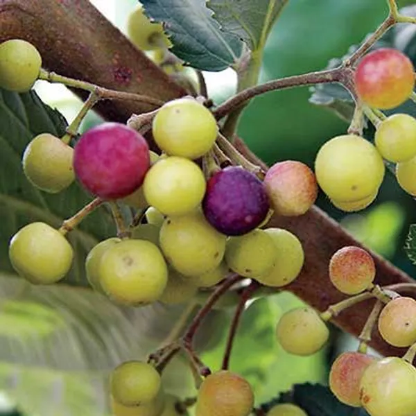 Phalsa_Falsa_Berry_Layering_Grafted_Fruit_Plant