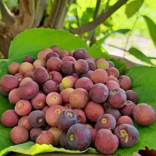 Phalsa_Falsa_Berry_Layering_Grafted_Fruit_Plant