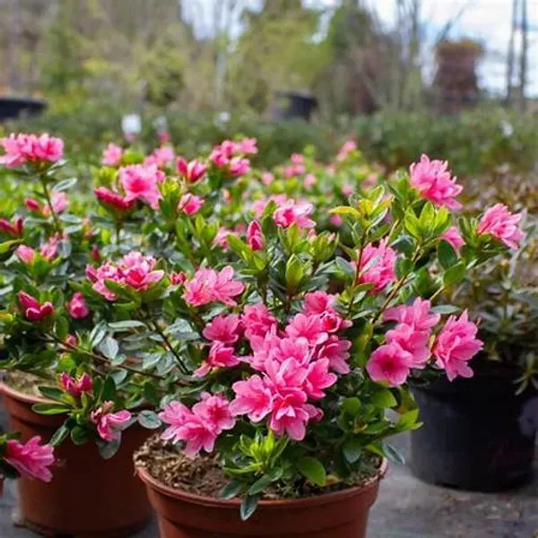 Azalea_Flower_Dwarf_Variety_Live_Plant