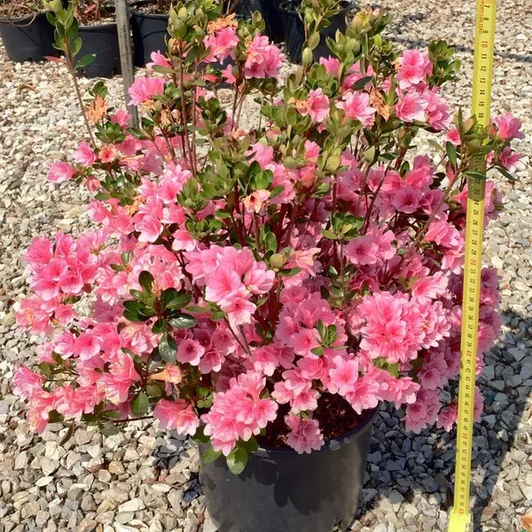Azalea_Flower_Dwarf_Variety_Live_Plant
