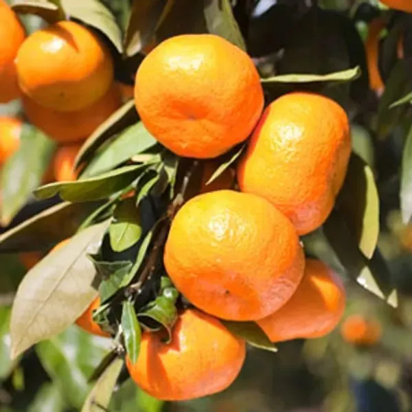 Darjeeling_Sweet_Testy_Orange_Grafted_Fruit_Plant