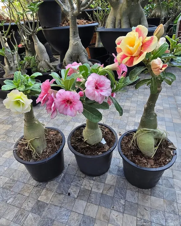 Multicolour_Rose_Varieties_Adenium_Flower_Live_Plant
