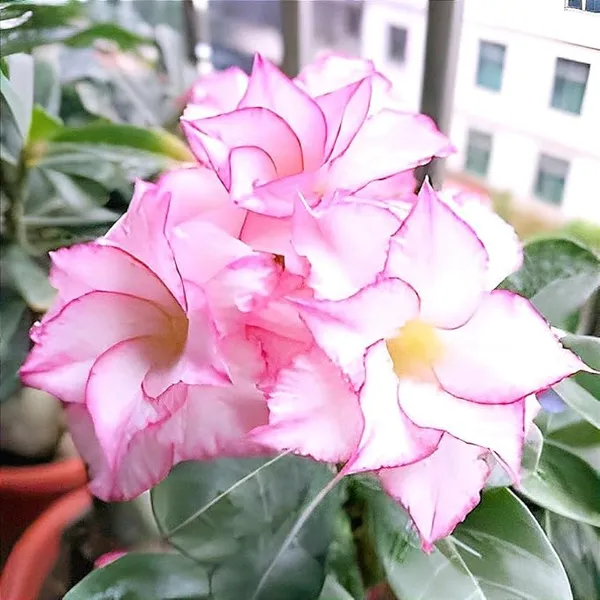 Multicolour_Rose_Varieties_Adenium_Flower_Live_Plant