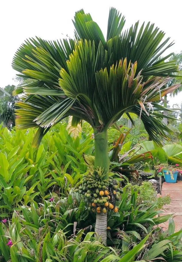 Vietnam_Betel_Nut_Supari_Hybrid_Plant
