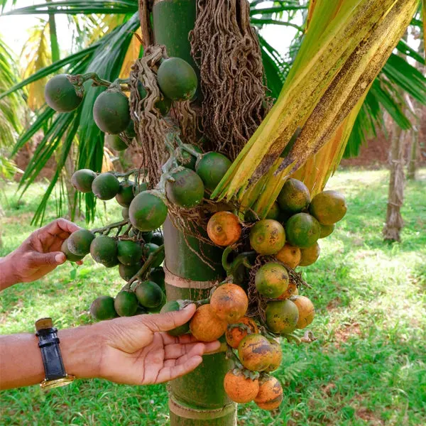 Vietnam_Betel_Nut_Supari_Hybrid_Plant