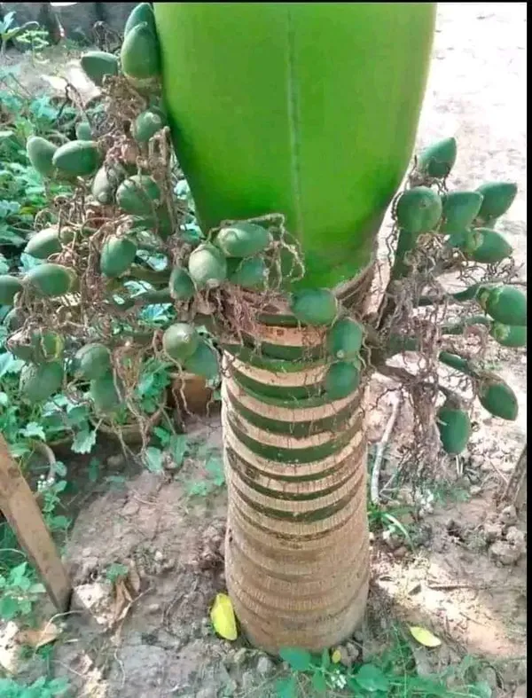 Vietnam_Betel_Nut_Supari_Hybrid_Plant