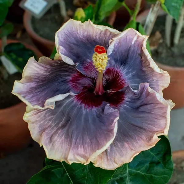 Australian_Variety_Hibiscus_Flower_Live_Plant