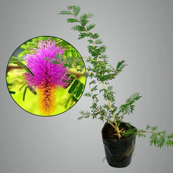 Shami_J_And_Hybrid_Flower_Live_Plant