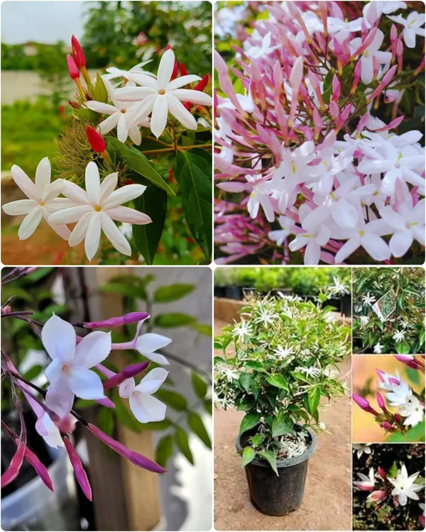 Star_Jasmine_Kunda_Flowering_Plant