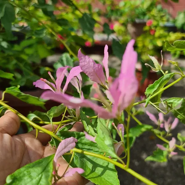 Royal_Spider_Butterfly_Bougainvillea_Flower_Live_Plant