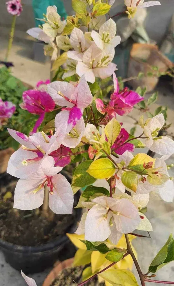 Magic_Ice_Cream_Bougainvillea_Flower_Plant