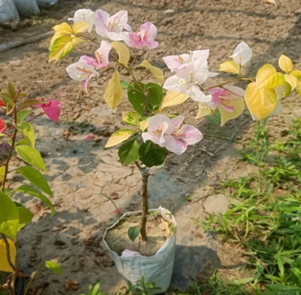 Magic_Ice_Cream_Bougainvillea_Flower_Plant
