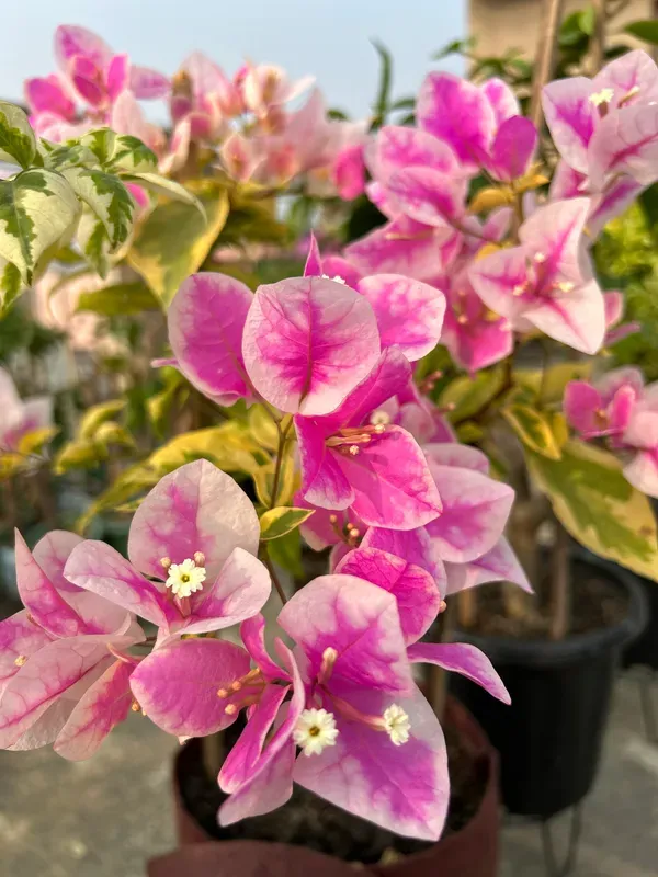 Splash_Bougainvillea_Plant_For_Your_Home_Garden