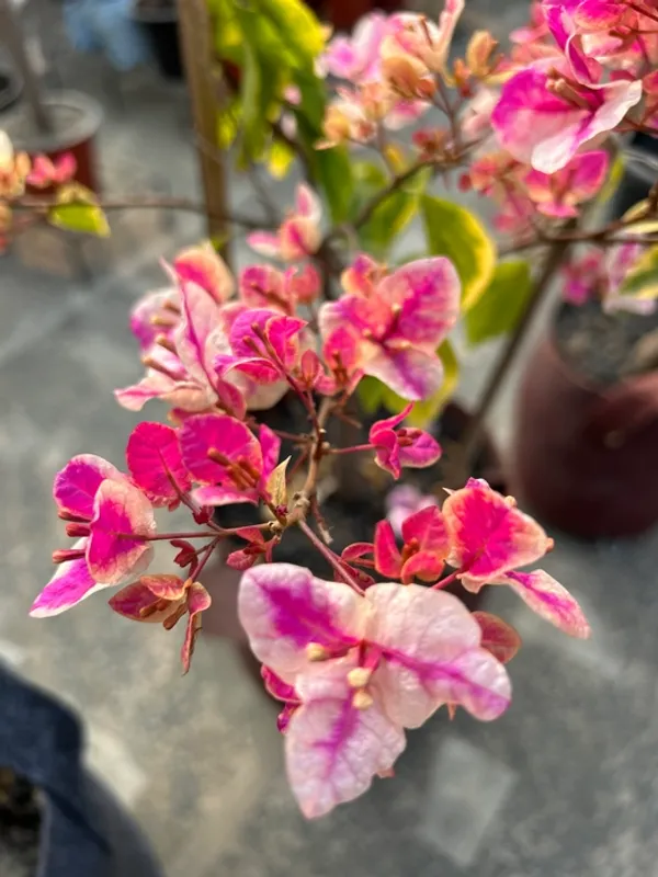 Splash_Bougainvillea_Plant_For_Your_Home_Garden